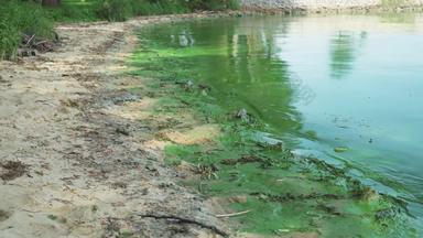 磷酸盐水污染问题受污染的<strong>河湖</strong>海岸覆盖绿色厚层海藻缺乏氧气鱼水植物